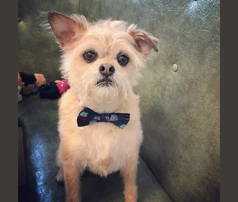Embark Dog Dna Test Breed