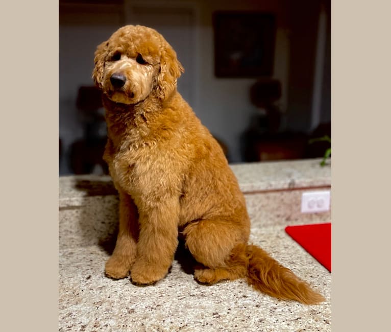 Photo of Pharaoh, a Goldendoodle 