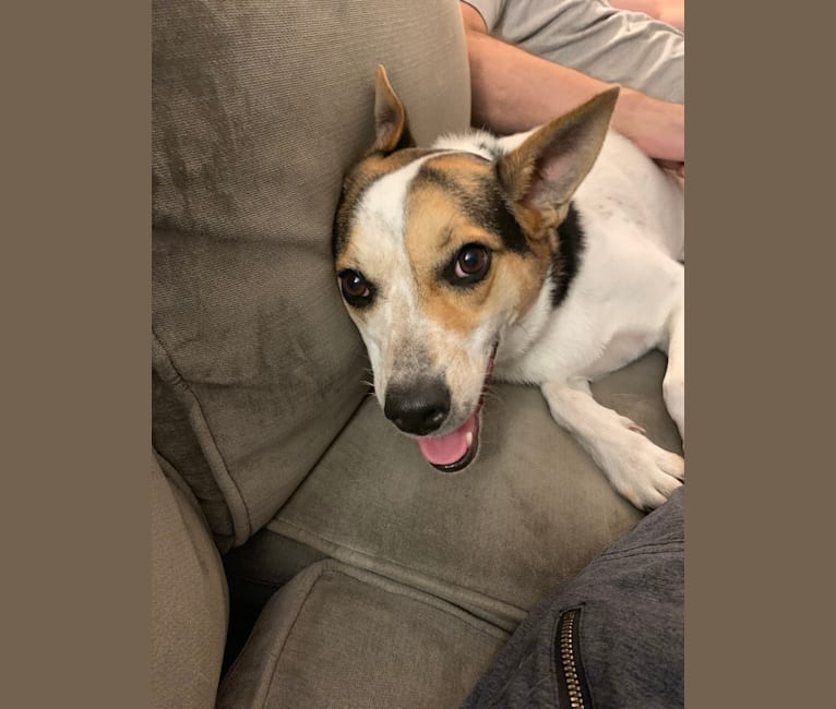 Rat terrier shepherd mix online