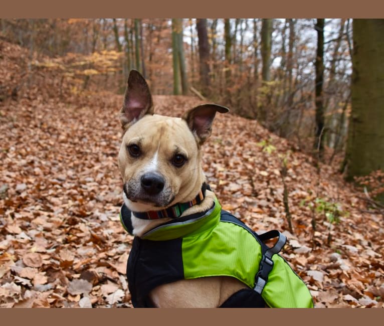 Banjo, a Staffordshire Terrier and American Eskimo Dog mix tested with EmbarkVet.com