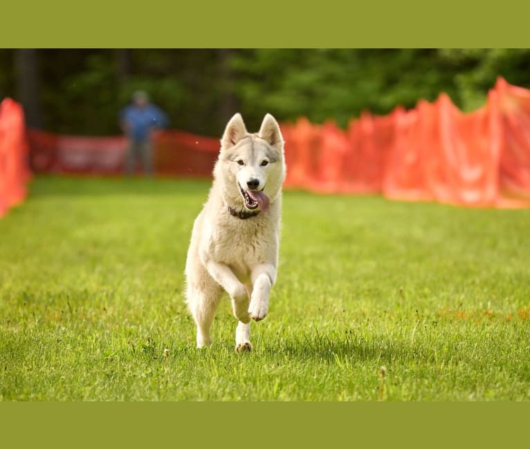Serac, a Siberian Husky and German Shepherd Dog mix tested with EmbarkVet.com