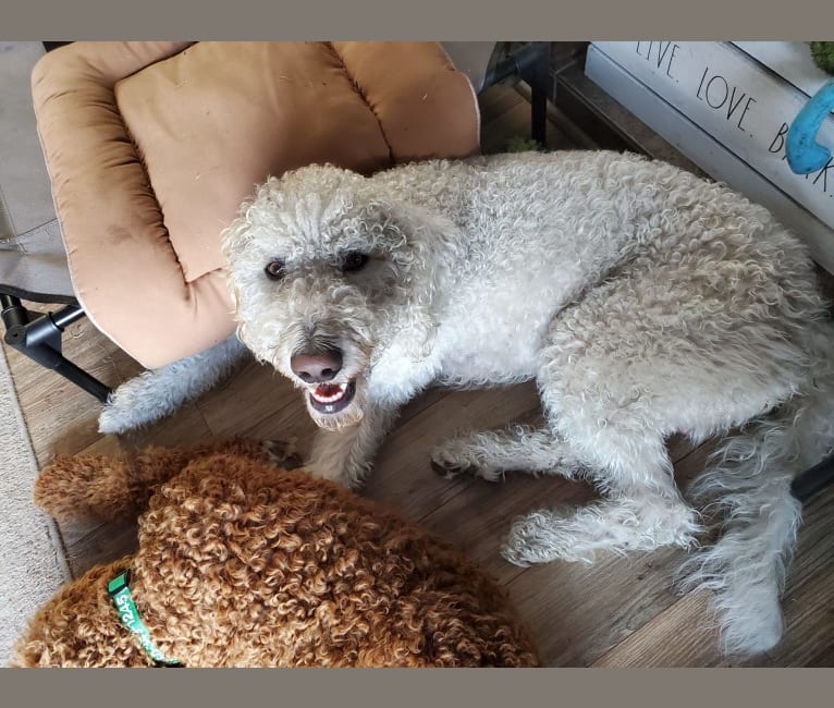 Photo of Jace, a Poodle (Standard) and Llewellin Setter mix in Ohio, USA