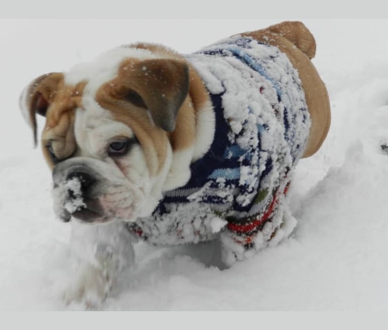 Photo of Noel, a Bulldog  in Huntington, New York, USA