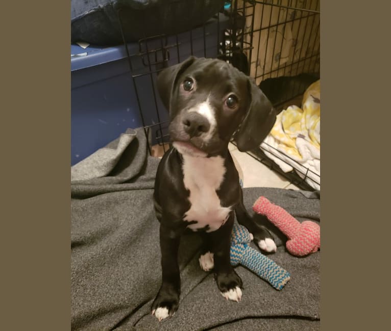 embark dog dna test breed