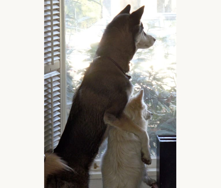 Romeo, an American Eskimo Dog tested with EmbarkVet.com
