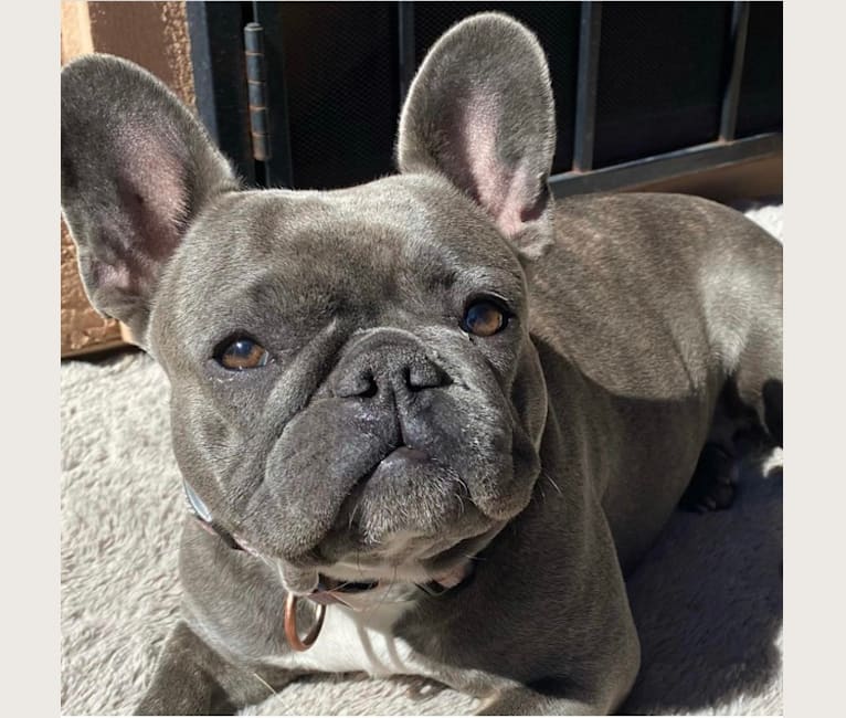 Photo of Graycie Mae, a French Bulldog  in Arizona, USA