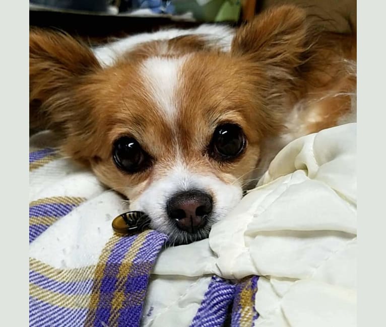 Wawa family chihuahuas sales