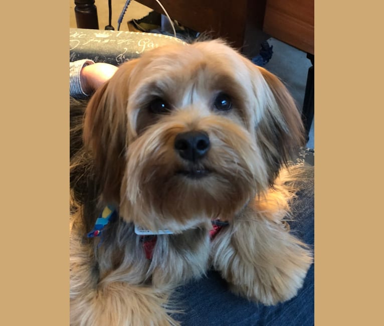 Havanese yorkie cheap maltese mix