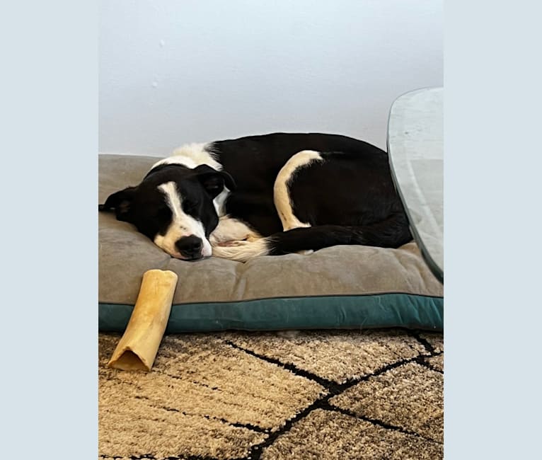 Tony, a Great Pyrenees and American Pit Bull Terrier mix tested with EmbarkVet.com