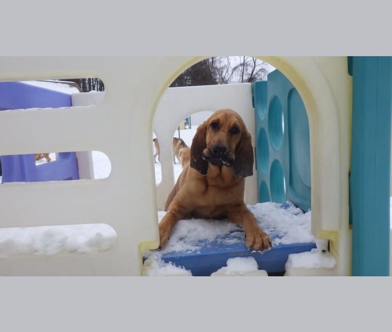 Penny Hound Dog, a Bloodhound tested with EmbarkVet.com