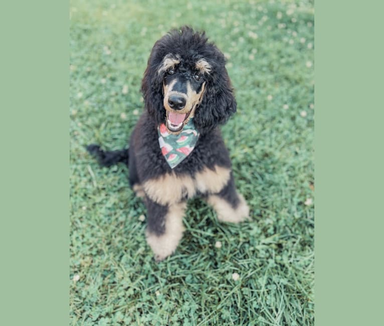 Rozzlynn, a Poodle (Standard) tested with EmbarkVet.com