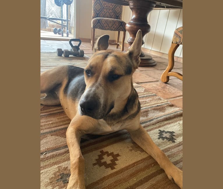 Embark Dog DNA Test Breed