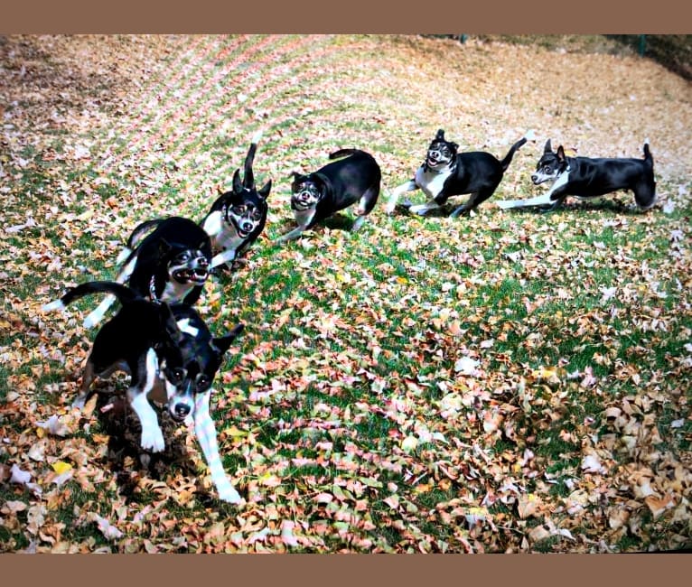 Photo of Loki, an American Pit Bull Terrier, Alaskan Malamute, Australian Shepherd, Border Collie, and Mixed mix in Arkansas, USA