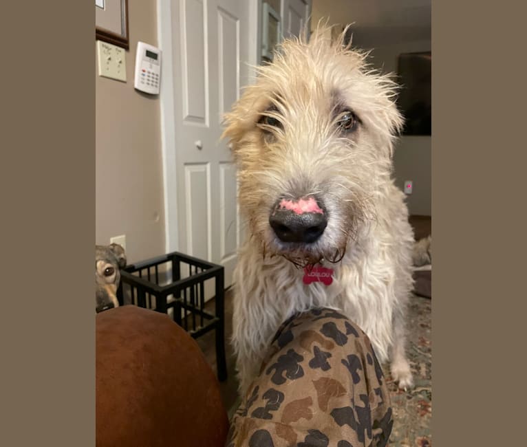LouLou, an Irish Wolfhound tested with EmbarkVet.com