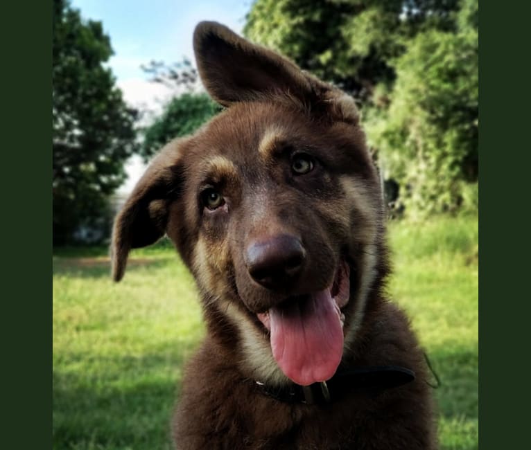 Bell's whiskey bear von Wolfgang haus, a German Shepherd Dog tested with EmbarkVet.com