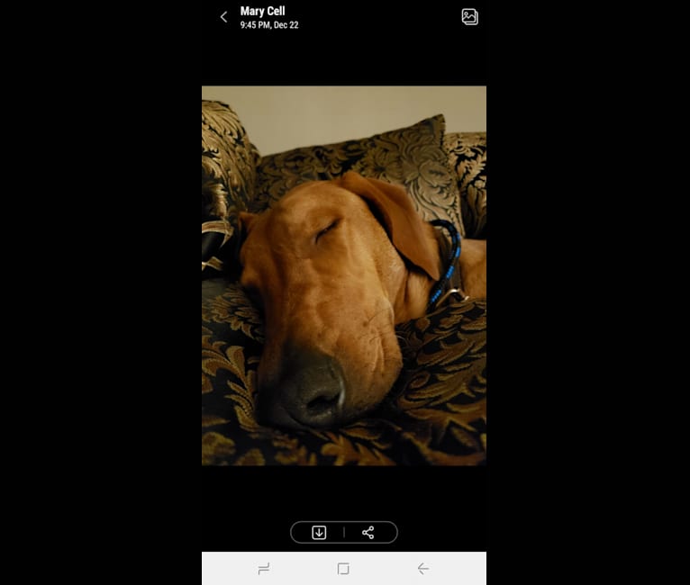 Rusty, a Doberman Pinscher and German Shepherd Dog mix tested with EmbarkVet.com