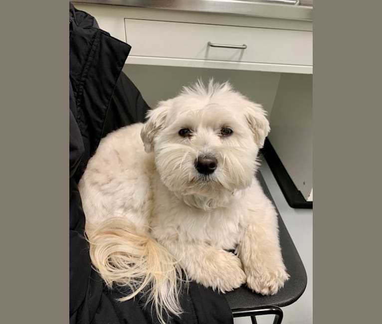 Bastien, a Havanese tested with EmbarkVet.com