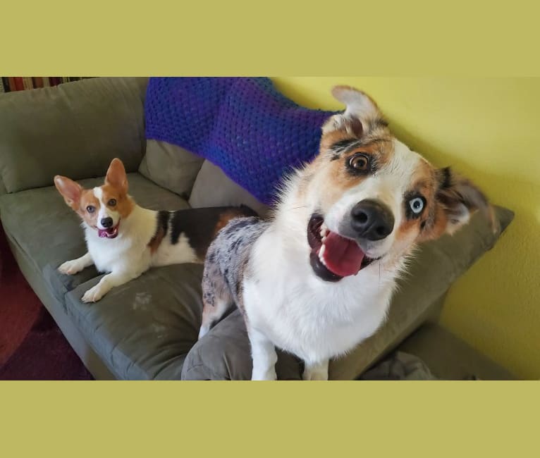 Ziggy Stardust, a Miniature/MAS-type Australian Shepherd and Pembroke Welsh Corgi mix tested with EmbarkVet.com