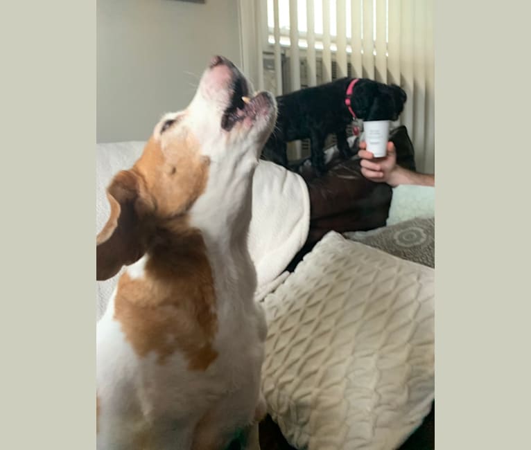 Photo of Tucker, a Beagle  in Virginia, USA