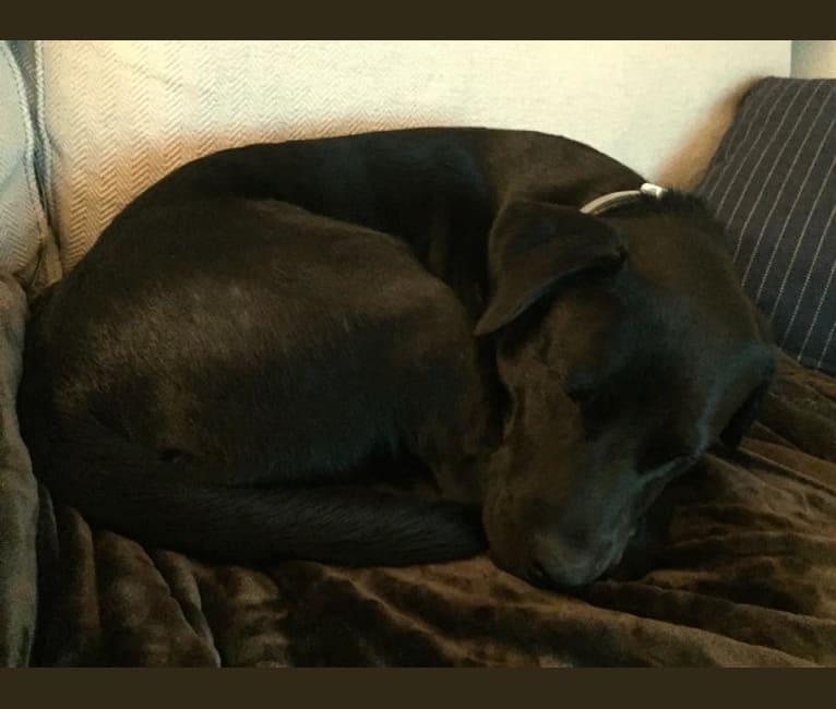 Douglas, a Labrador Retriever and Staffordshire Terrier mix tested with EmbarkVet.com