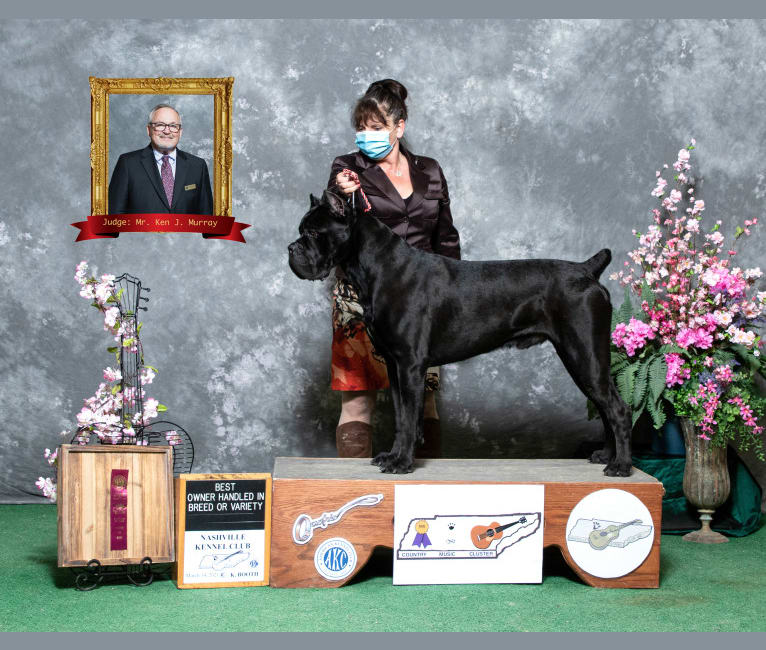 Diesel, a Cane Corso tested with EmbarkVet.com