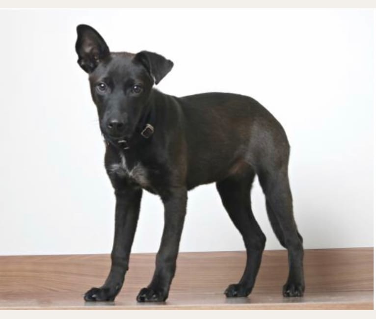 Penelope, an American Pit Bull Terrier and Chow Chow mix tested with EmbarkVet.com