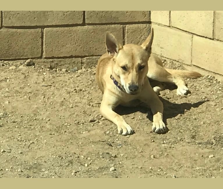 Millie, an American Pit Bull Terrier and Siberian Husky mix tested with EmbarkVet.com