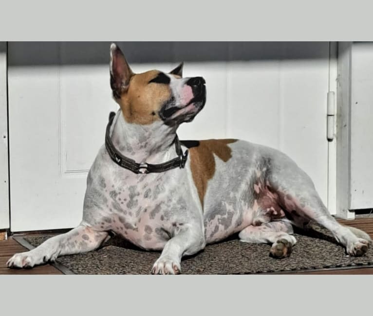Photo of Urko, an American Staffordshire Terrier, Staffordshire Bull Terrier, American Pit Bull Terrier, Bull Terrier, and Mixed mix in HKI, Suomi