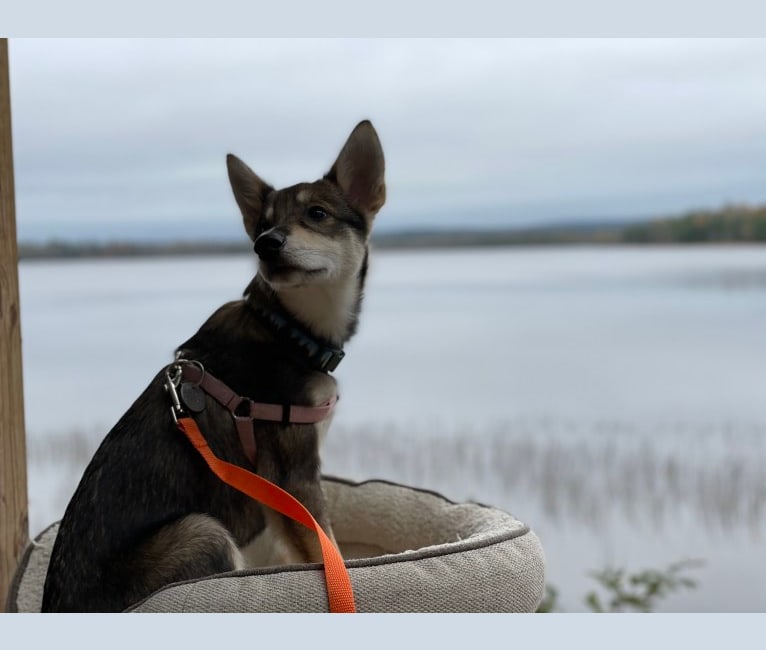 Wasali, an Alaskan-type Husky tested with EmbarkVet.com