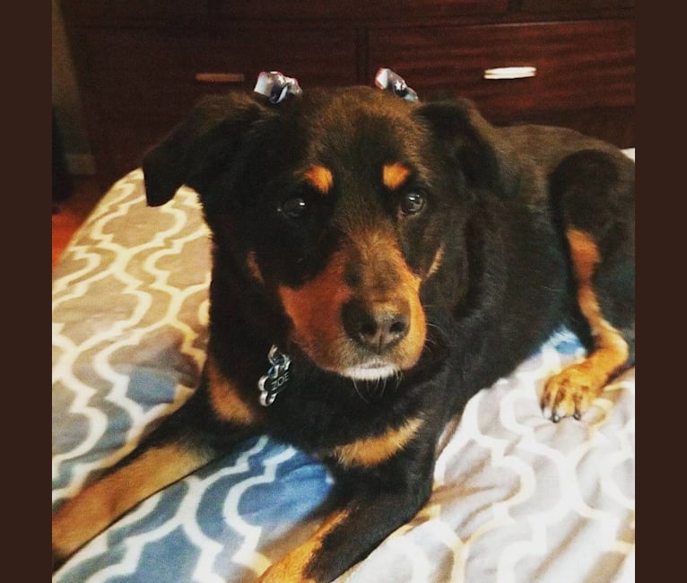 Australian shepherd mix rottweiler 2025