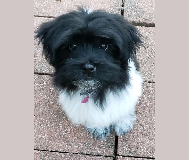 Willow, a Poodle (Small) and Shih Tzu mix tested with EmbarkVet.com