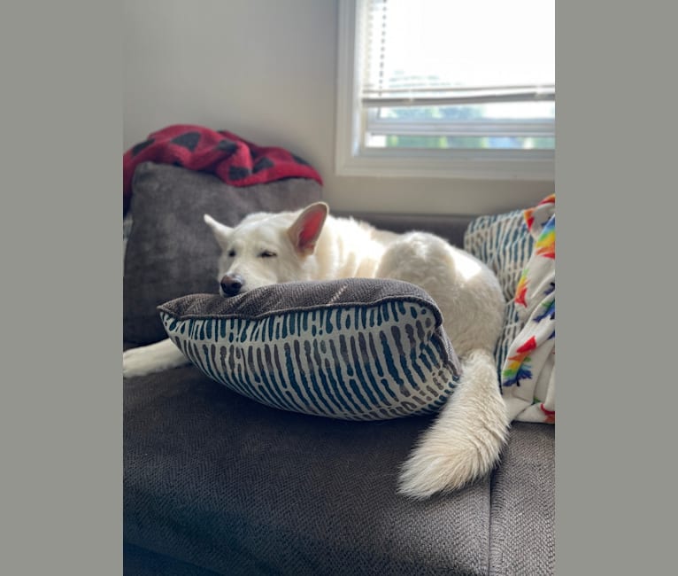 Apollo, a German Shepherd Dog and Maremma Sheepdog mix tested with EmbarkVet.com