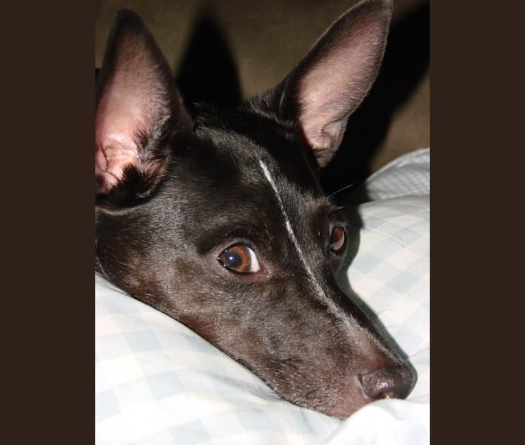 Taylor, a Rat Terrier tested with EmbarkVet.com