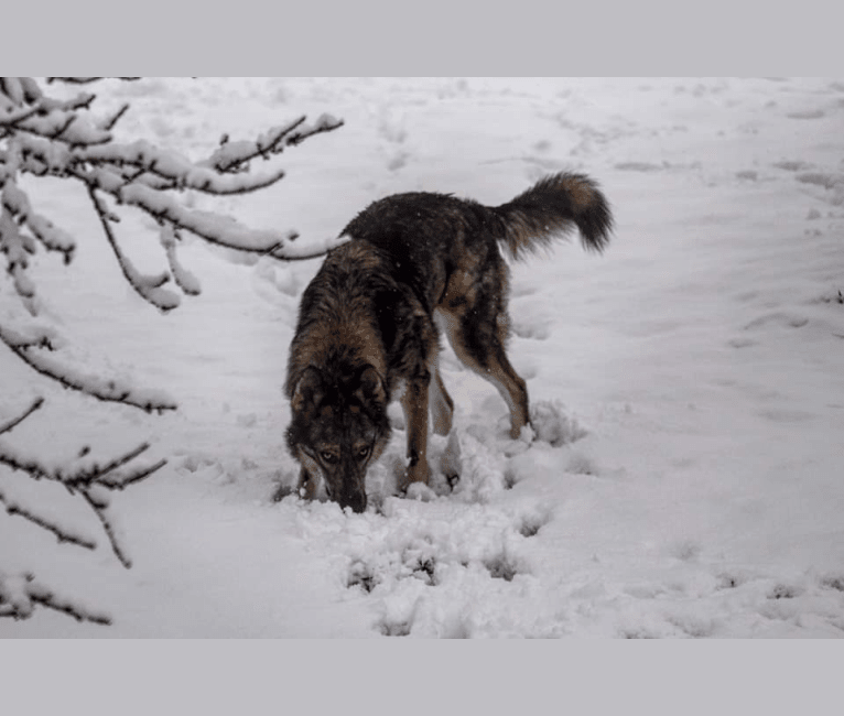 Riley, a German Shepherd Dog and Siberian Husky mix tested with EmbarkVet.com