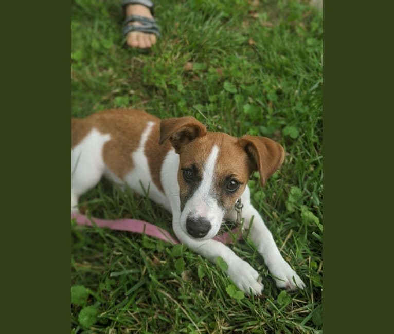 Stella Quarantena, a Russell-type Terrier tested with EmbarkVet.com