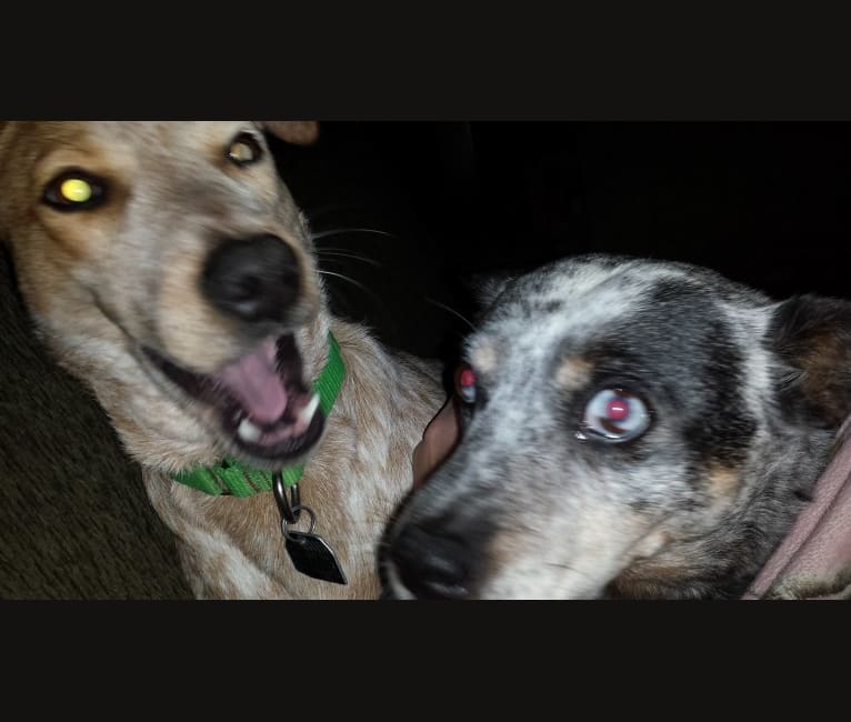Shadoe, an Australian Cattle Dog tested with EmbarkVet.com