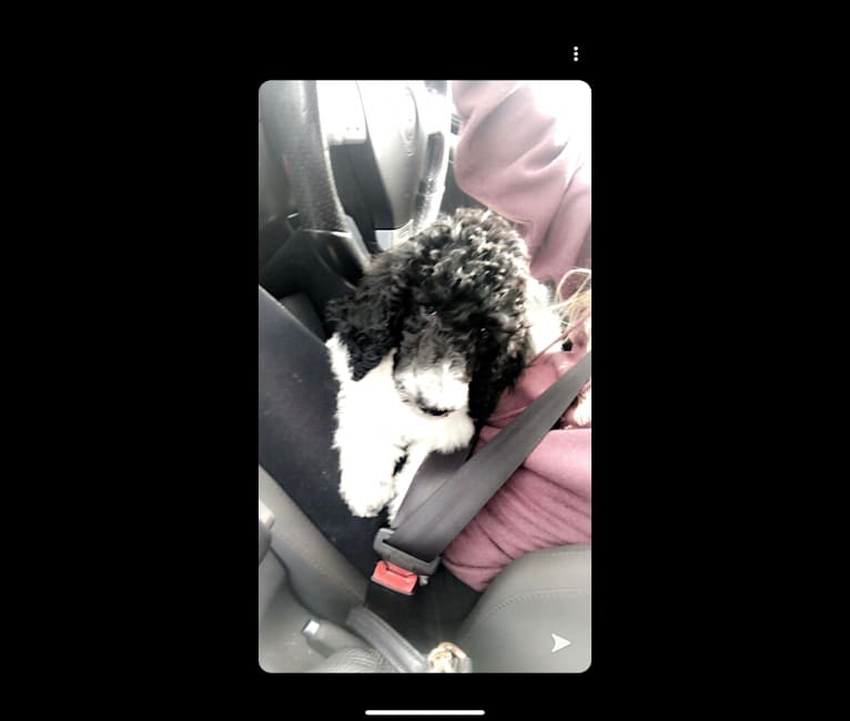 Benjamin Benji Bentley Benson, a Poodle (Standard) tested with EmbarkVet.com