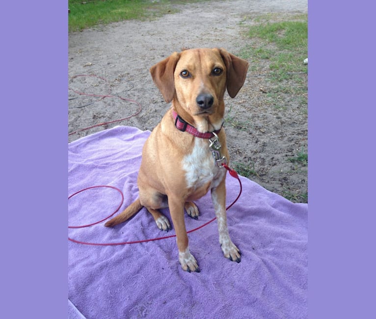 Susie, a Coonhound and Mixed mix tested with EmbarkVet.com