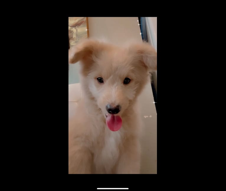 Milo, an American Eskimo Dog and Poodle (Small) mix tested with EmbarkVet.com