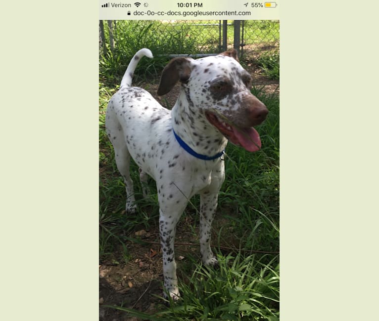 embark dog dna test breed