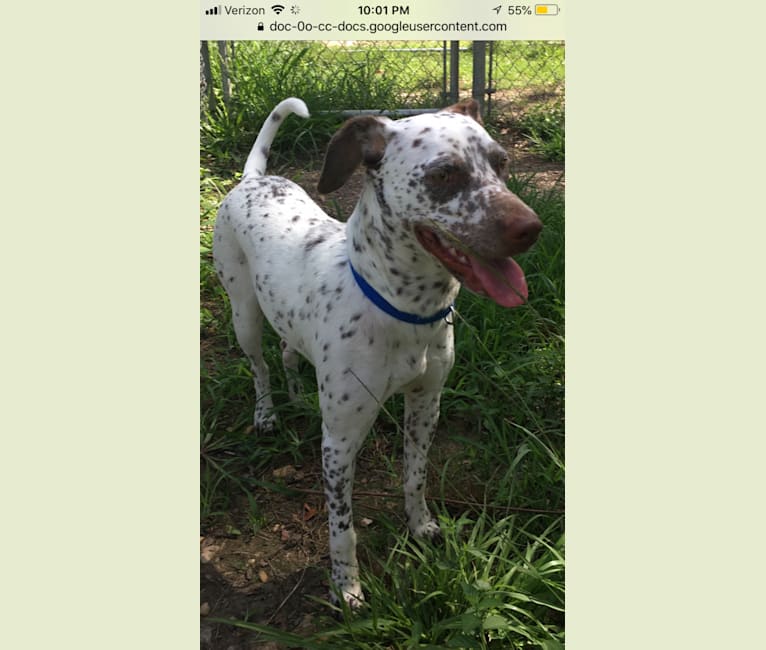 Jolie, a Rat Terrier and American Pit Bull Terrier mix tested with EmbarkVet.com