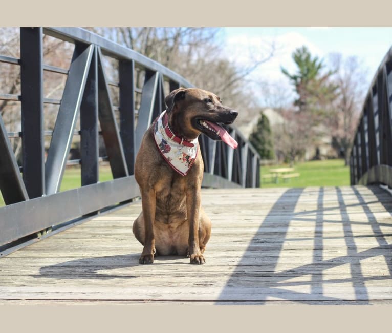 Nokona, an American Pit Bull Terrier and Labrador Retriever mix tested with EmbarkVet.com