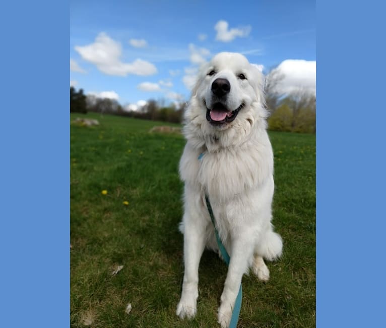 Odin Kristoffer, a Great Pyrenees tested with EmbarkVet.com