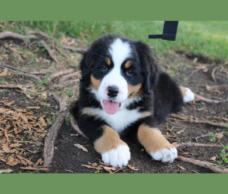 Hildy, a Bernese Mountain Dog tested with EmbarkVet.com
