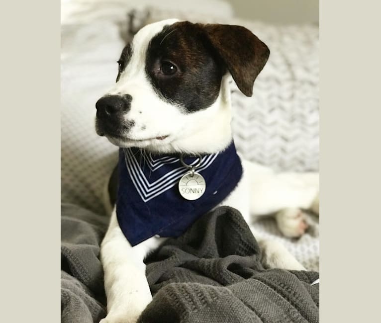 Photo of Sonny, a Boxer, American Pit Bull Terrier, Australian Cattle Dog, and Mixed mix in Oklahoma City, Oklahoma, USA