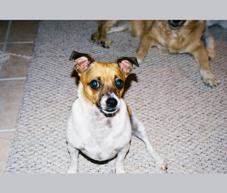 Roo, a Rat Terrier and Chihuahua mix tested with EmbarkVet.com