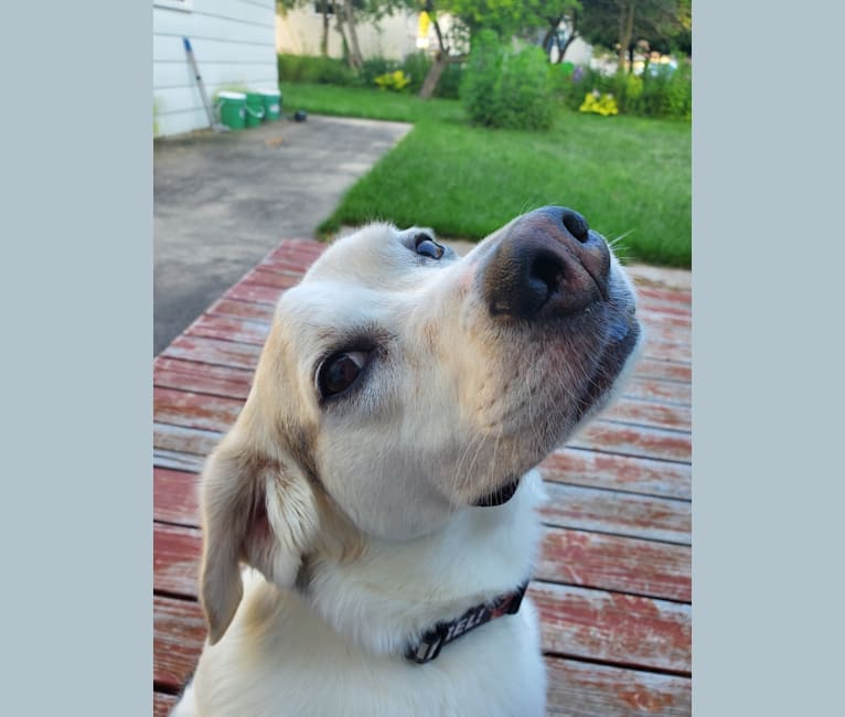 Chester, a Labrador Retriever and Treeing Walker Coonhound mix tested with EmbarkVet.com