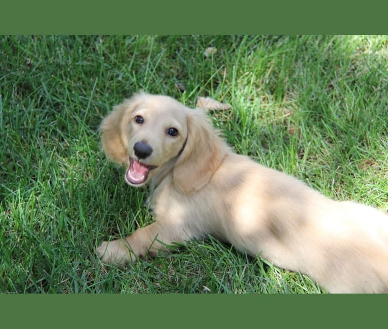 Oliver (Ollie) von Frederick, a Dachshund tested with EmbarkVet.com
