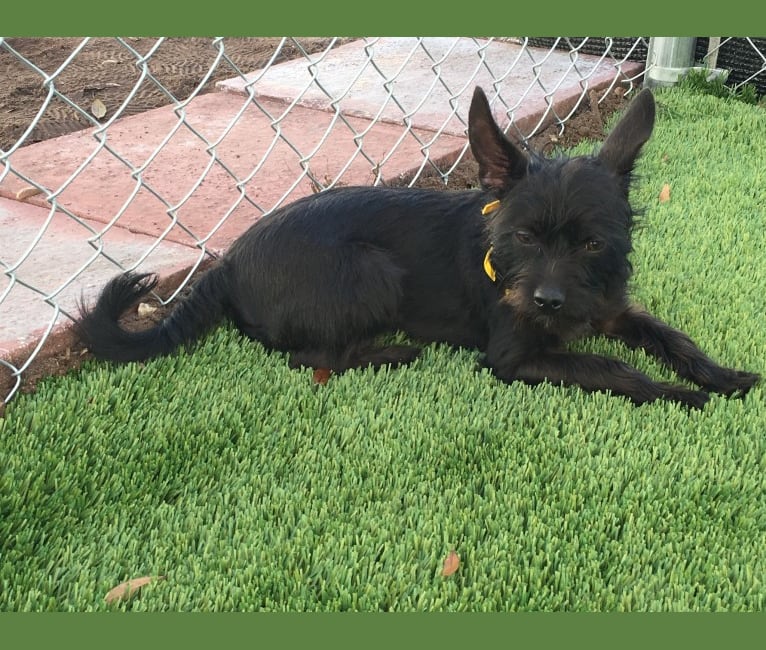 Embark Dog DNA Test - Breed