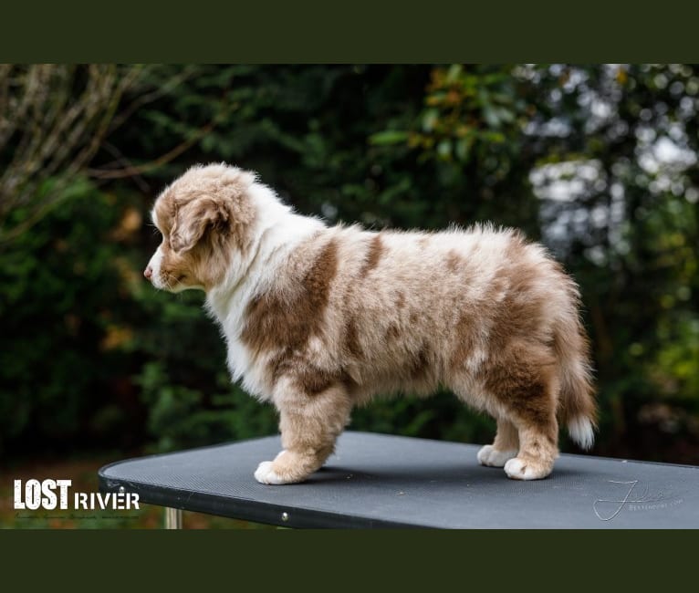 Miles, an Australian Shepherd tested with EmbarkVet.com